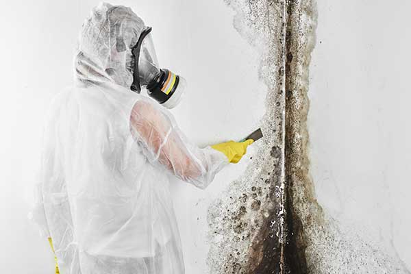 Professional Mold Remediation Expert